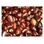 کیسه مش بلوط ارگانیک تازه