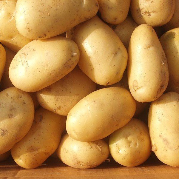 new harvest potatoes