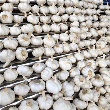 سیر سفید خالص برف تازه منجمد سبز